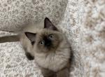 Candy - Ragdoll Kitten For Sale - 