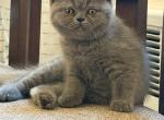 Hermes - British Shorthair Kitten For Sale - Brooklyn&comma; NY&comma; US