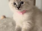 Siamese - Siamese Kitten For Sale - Cleveland&comma; OH&comma; US