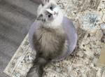Miriam - Ragdoll Cat For Sale - 