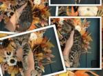 Loki Litter - Bengal Kitten For Sale - Pottsboro&comma; TX&comma; US