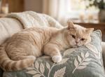 Peach - Scottish Straight Cat For Sale - Warwick&comma; NY&comma; US