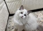 Goldie - Ragdoll Kitten For Sale - North Lima&comma; OH&comma; US