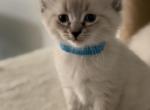 Siamese breed - Siamese Kitten For Sale - Cleveland&comma; OH&comma; US