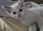 Walter - Ragdoll Kitten For Sale - Overland Park&comma; KS&comma; US