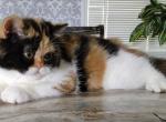 Spindalis - Exotic Kitten For Sale - Bonita Springs&comma; FL&comma; US