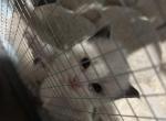 Mason - Ragdoll Kitten For Sale - Branson&comma; MO&comma; US