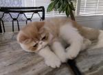 Courser - Exotic Kitten For Sale - Bonita Springs&comma; FL&comma; US