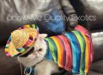 Felix - Exotic Kitten For Sale - MO&comma; US