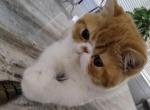 Barnabas - Exotic Kitten For Sale - Bonita Springs&comma; FL&comma; US