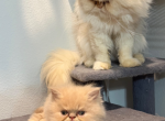 Male and female kittens available - Persian Kitten For Adoption - Sarasota&comma; FL&comma; US