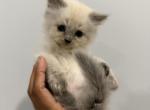 Ragdoll Kitten Blossom - Ragdoll Kitten For Sale - Queens&comma; NY&comma; US