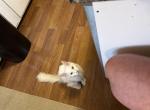 Eva - Domestic Kitten For Adoption - Cheektowaga&comma; NY&comma; US