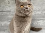 CH Eliascattery Lucia - Scottish Straight Cat For Sale - Wendell&comma; NC&comma; US
