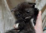 Brownie - Scottish Fold Kitten For Sale - Elmhurst&comma; NY&comma; US