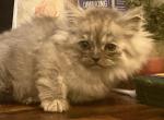 Kendrees Kittens - Ragamuffin Kitten For Sale - Salem&comma; OR&comma; US
