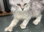 Seven toes Sally - Maine Coon Kitten For Sale - OH&comma; US