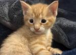 Kittens - Domestic Kitten For Sale - Chelsea&comma; MA&comma; US