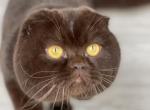 QGC Eliascattery Mishka - Scottish Fold Cat For Sale/Retired Breeding - Wendell&comma; NC&comma; US