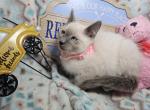 Lavender Balinese 1 F - Balinese Kitten For Sale - NY&comma; US