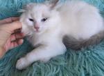 Daisy full breed Ragdoll - Ragdoll Kitten For Sale - WA&comma; US