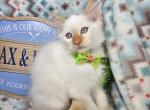 Flame Point Balinese Male M - Siamese Kitten For Sale - NY&comma; US