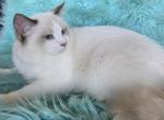 Stella full breed Ragdoll registration available - Ragdoll Kitten For Sale - WA&comma; US