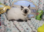 Balinese Siamese Female Sealpoint - Siamese Kitten For Sale - NY&comma; US