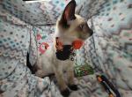 Seal Point 1 Male B - Siamese Kitten For Sale - 