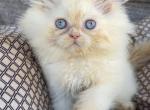 Aslan - Ragdoll Kitten For Sale - Williamsport&comma; OH&comma; US
