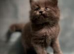 Gemstone Mountain Ragdolls - Ragdoll Kitten For Sale - CA&comma; US