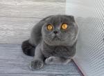 Laska - Scottish Fold Cat For Sale - Wendell&comma; NC&comma; US