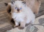 Bella's litter - Himalayan Kitten For Sale - 