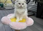 Extra Fluffy Elsa - Scottish Fold Kitten For Sale - Reisterstown&comma; MD&comma; US