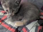 Callie's kitten 4 - Domestic Kitten For Sale - Canton&comma; TX&comma; US