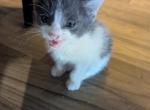 Callie's kitten 5 - Domestic Kitten For Sale - Canton&comma; TX&comma; US