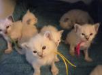 Kittens ready in December - Balinese Kitten For Sale - Wayland&comma; MA&comma; US