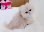 Butter - British Shorthair Kitten For Sale - 