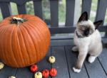 Three Toe - Snowshoe Kitten For Sale - Houston&comma; TX&comma; US