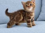 Marble Chocolate Scottish kitten - Scottish Straight Kitten For Sale - 