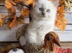 Muffin - Ragdoll Kitten For Sale - 