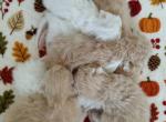 2 litters of Sweet Baby Persian kittens - Persian Kitten For Sale - PA&comma; US