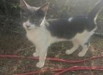 Callie's cat 1 - Domestic Kitten For Sale - Canton&comma; TX&comma; US