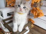 Cider - Ragdoll Kitten For Sale - FL&comma; US