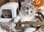 Cider - Ragdoll Kitten For Sale - FL&comma; US