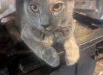 Callie's cat 2 - Domestic Kitten For Sale - Canton&comma; TX&comma; US