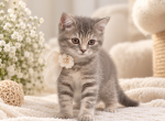 Adorable Scottish Straight kitten - Scottish Straight Kitten For Sale - Celebration&comma; FL&comma; US