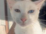 Angel's kitten 1 - Khao Manee Kitten For Sale - Canton&comma; TX&comma; US