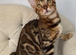 Stunning Brown Bengal Boy - Bengal Kitten For Sale - Miami&comma; FL&comma; US