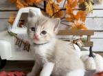 Hayride - Ragdoll Kitten For Sale - FL&comma; US